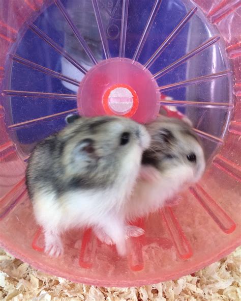 hamestr|Keeping Hamsters As Pets 